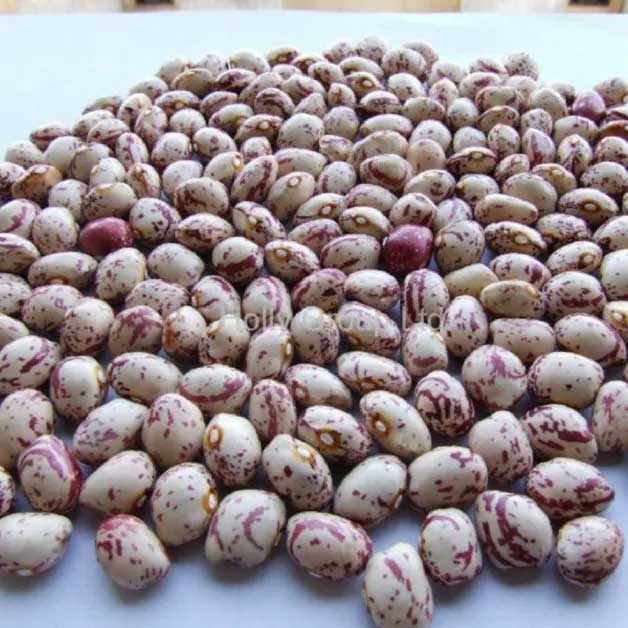 خرید عمده لوبیا چیتی، دو سال ماندگاری، محصول ترکیه
