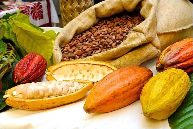 خرید عمده دانه کاکائو، محصول ویتنام
