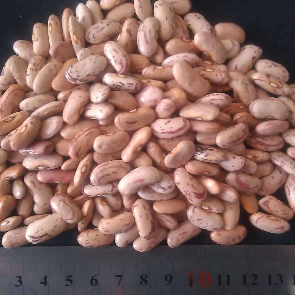 خرید عمده لوبیا چیتی، محصول چین، یک سال ماندگاری