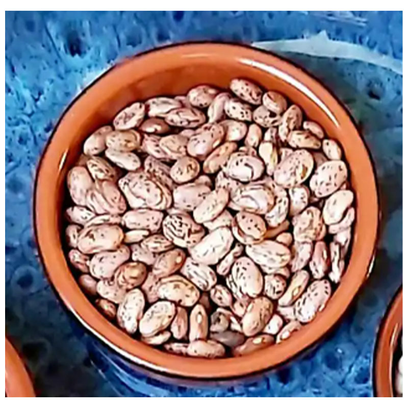 خرید عمده لوبیا چیتی برزیلی
