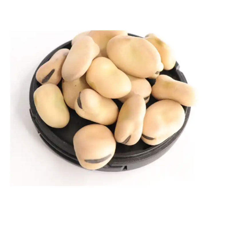 خرید عمده باقالی خشک شده فیلیپینی