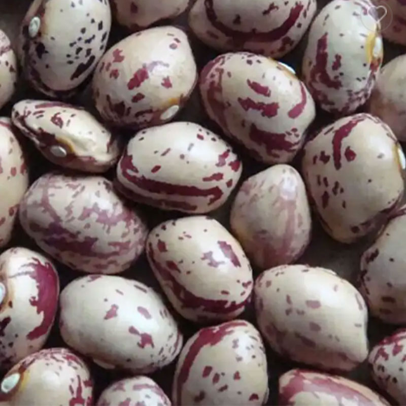 خرید عمده لوبیا چیتی ترکیه ای