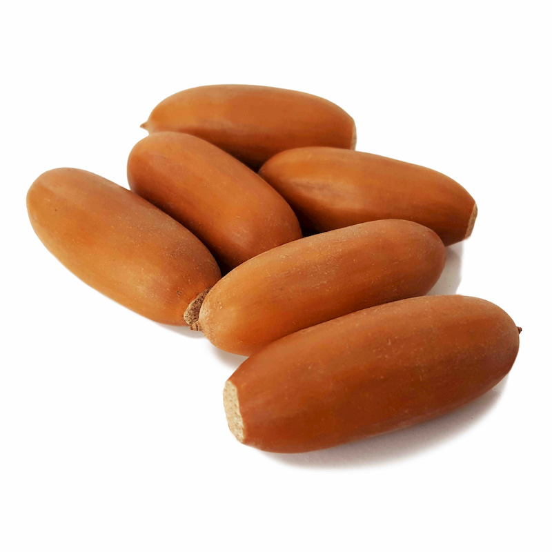 خرید عمده بلوط میوه باستانی