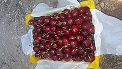 خرید عمده گیلاس تکدانه صادراتی
