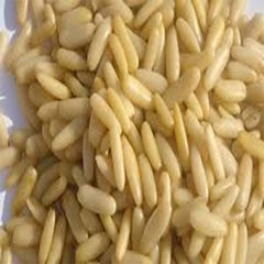 خرید عمده تخم کاج 